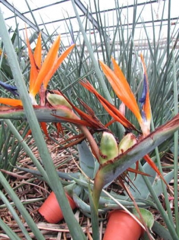 花の様子