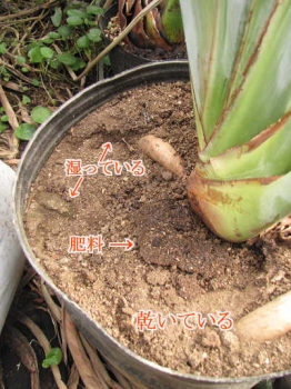 ジャンセア開花株の鉢土表面