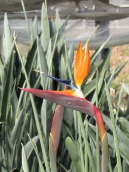 花の様子