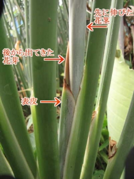 花芽の様子