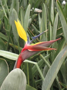 花の様子