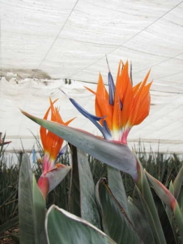 花の様子