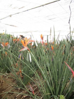 花の様子1