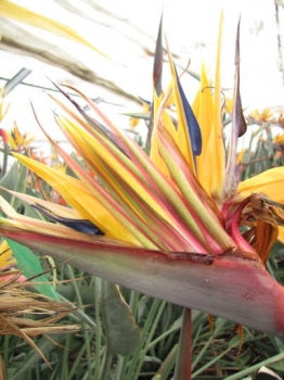 花の様子