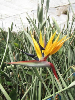 花の様子