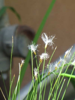 花の様子
