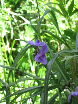 開花の様子