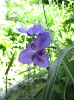 花の様子