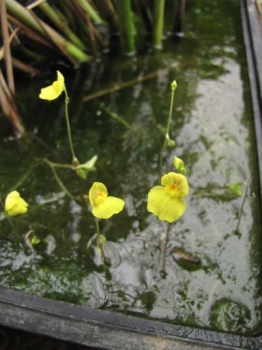 花の様子