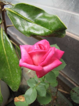 花の様子