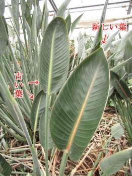 葉の様子