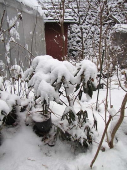 積雪の様子
