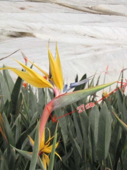花の様子