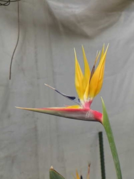 惜しい花