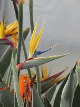 駄花