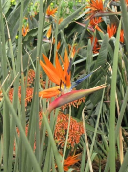 花の様子