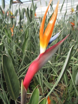 花の様子