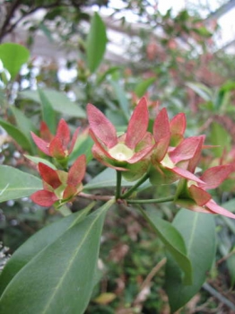 開花後の様子