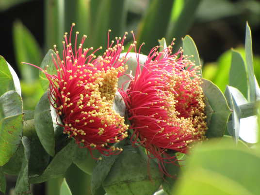 花の様子
