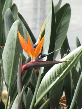 花の様子