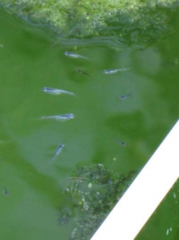 稚魚の様子
