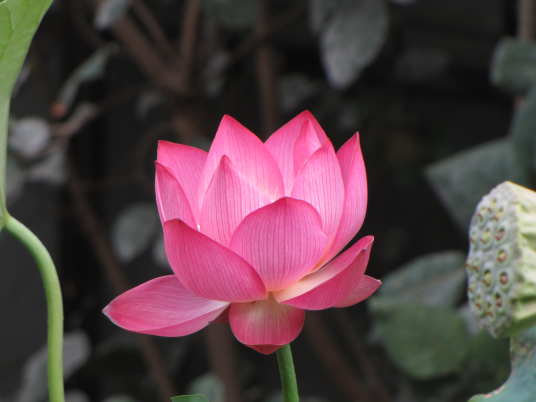 花の様子