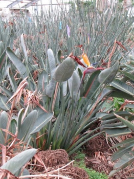 草姿