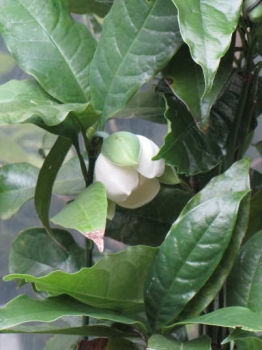 花の様子