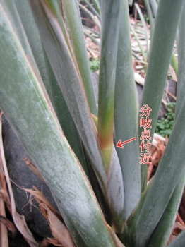 分岐点付近の様子