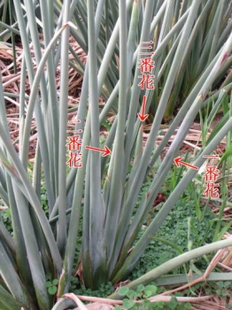 花立ちの様子