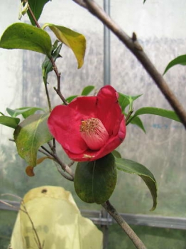 花の様子