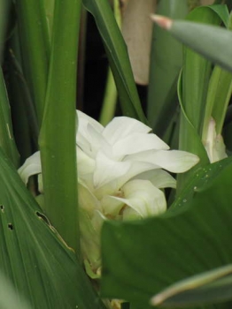 花の様子