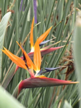 花の様子