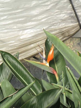 花の様子