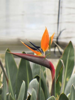 花の様子