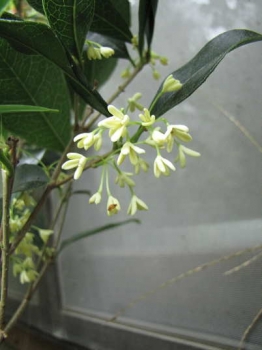 花の様子