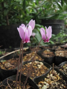 花の様子