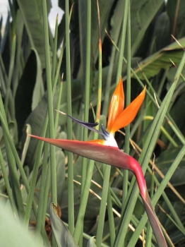 花の様子