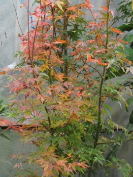 紅葉の様子1
