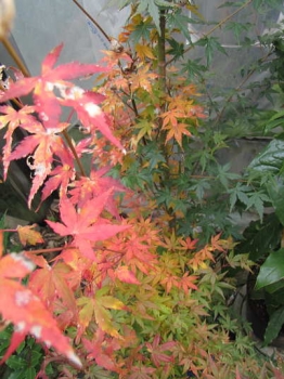 紅葉の様子2