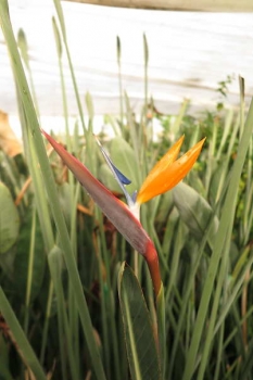 花の様子