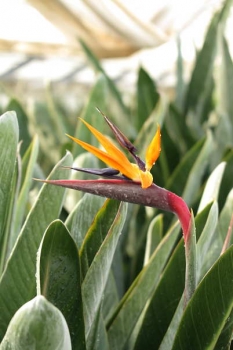 花の様子