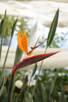 花の様子1