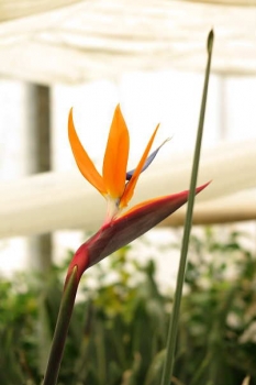 花の様子2