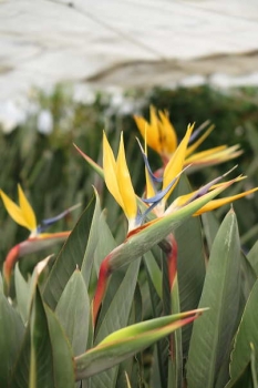 花の様子