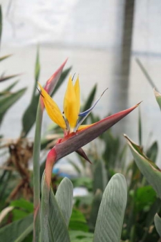 花の様子