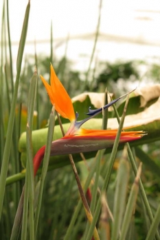 花の様子