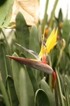 花の様子