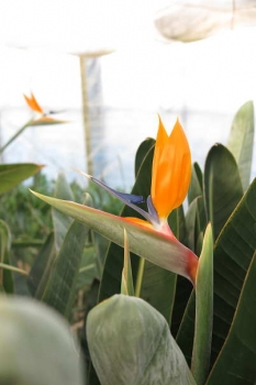 花の様子