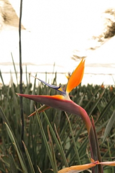 花の様子